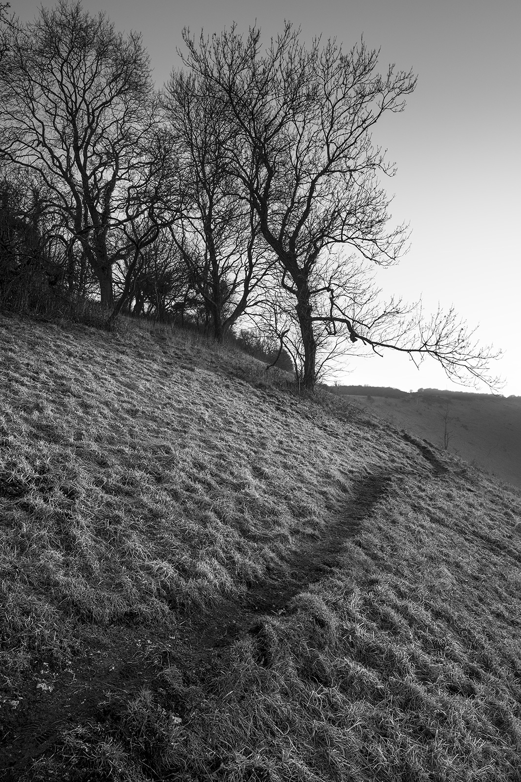 Ash trees by path on south bank of Devil's Dyke West Sussex UK black and white rural landscape portrait ©P. Maton 2019 eyeteeth.net