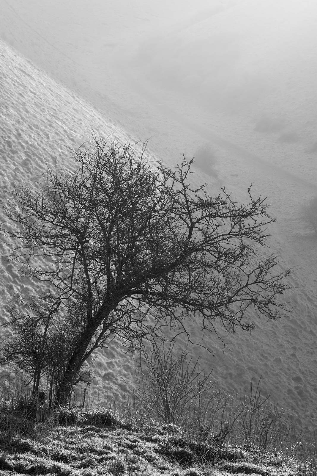 Winter Hawthorn bush by fence with Devil's Dyke in background taken in evening sun, West Sussex UK black and white rural landscape portrait ©P. Maton 2019 eyeteeth.net