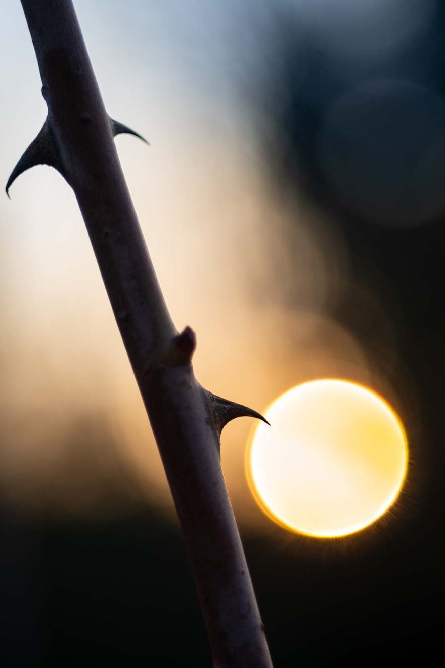 Rose thorn with setting sun in background circular bubble bokeh macro nature study ©P. Maton 2019 eyeteeth.net