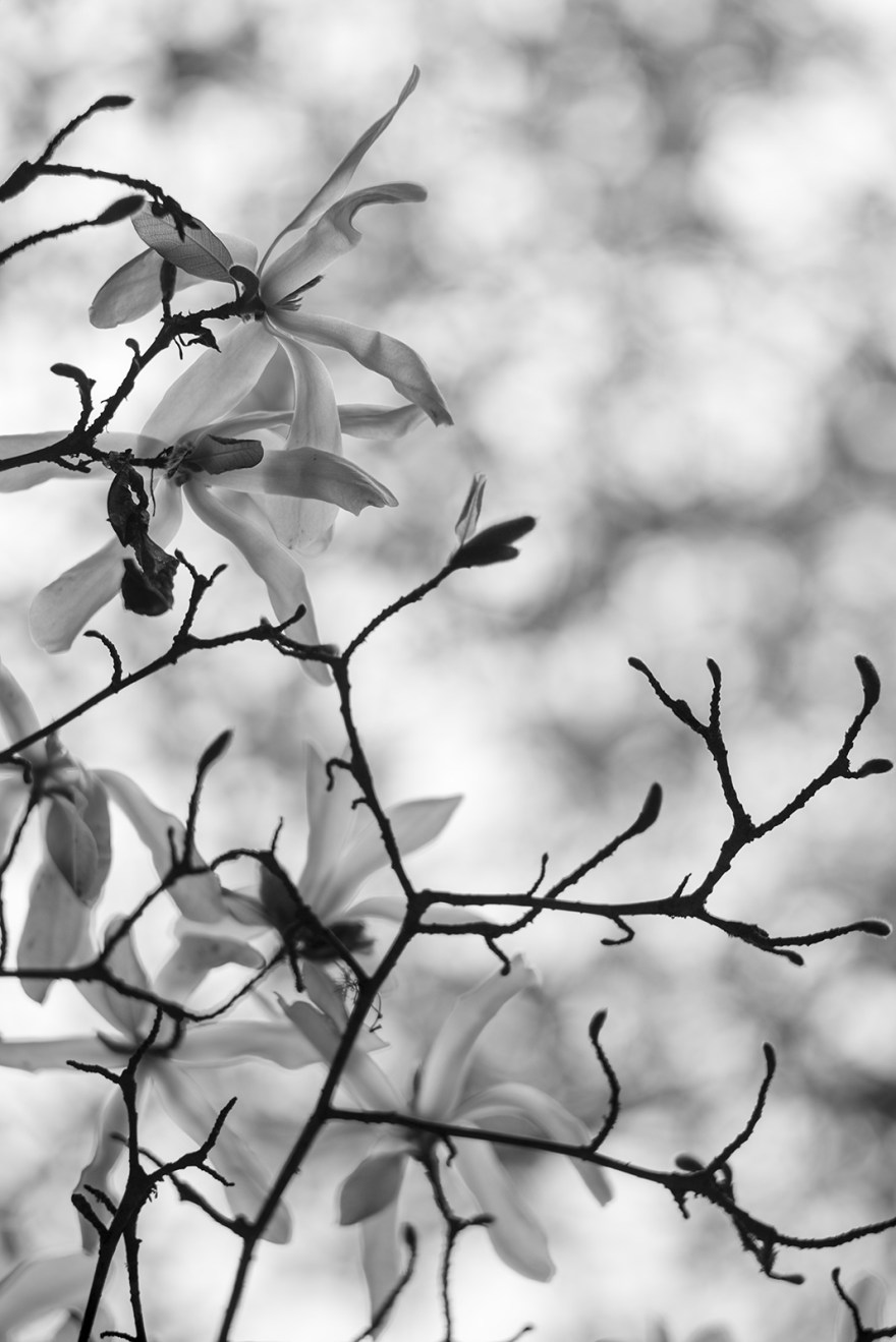 Azalea flowers and stems with baked in background, black and white portrait, Sheffield Park East Sussex UK © P. Maton 2019 eyeteeth.net