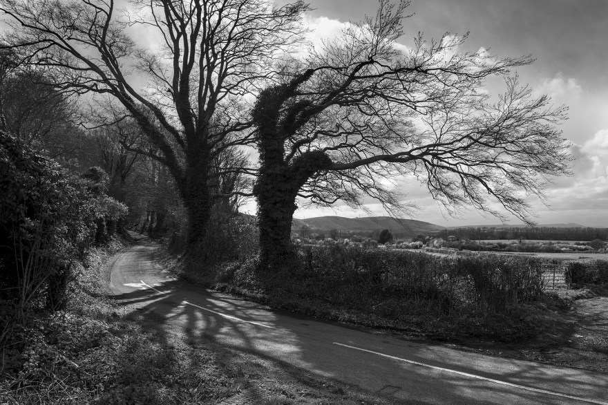 Trees next to Beggar's Lane Newtimber West Sussex with view along south downs to Chanctonbury Ring in distance rural british  black and white landscape documentary photograph © P. Maton 2019 eyeteeth.net